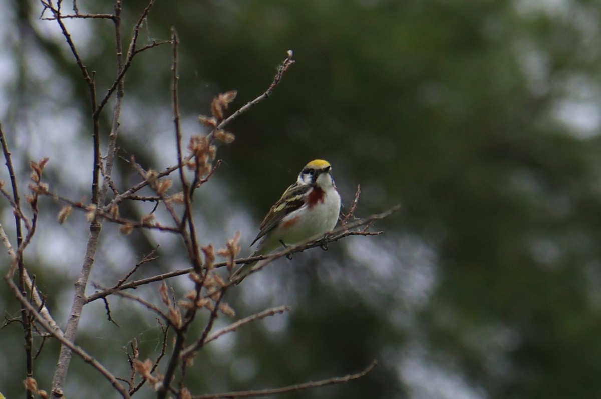 Chestnut-sided Warbler - ML620006122