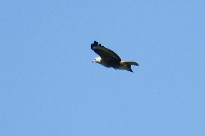 Long-legged Buzzard - ML620006123