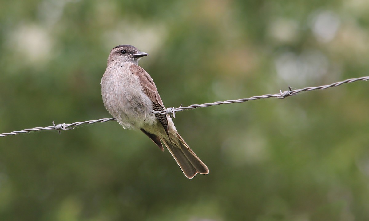 Crowned Slaty Flycatcher - ML620006126