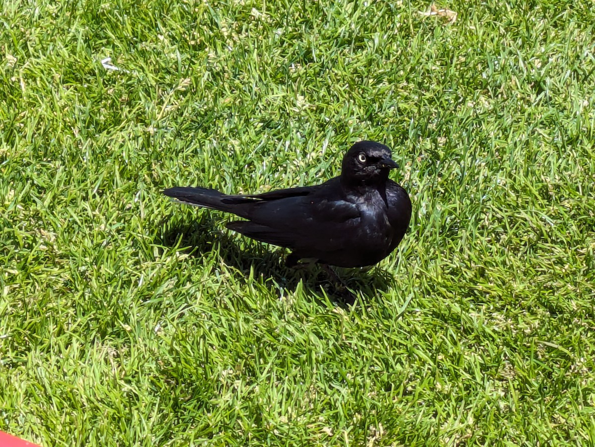 Brewer's Blackbird - ML620006130