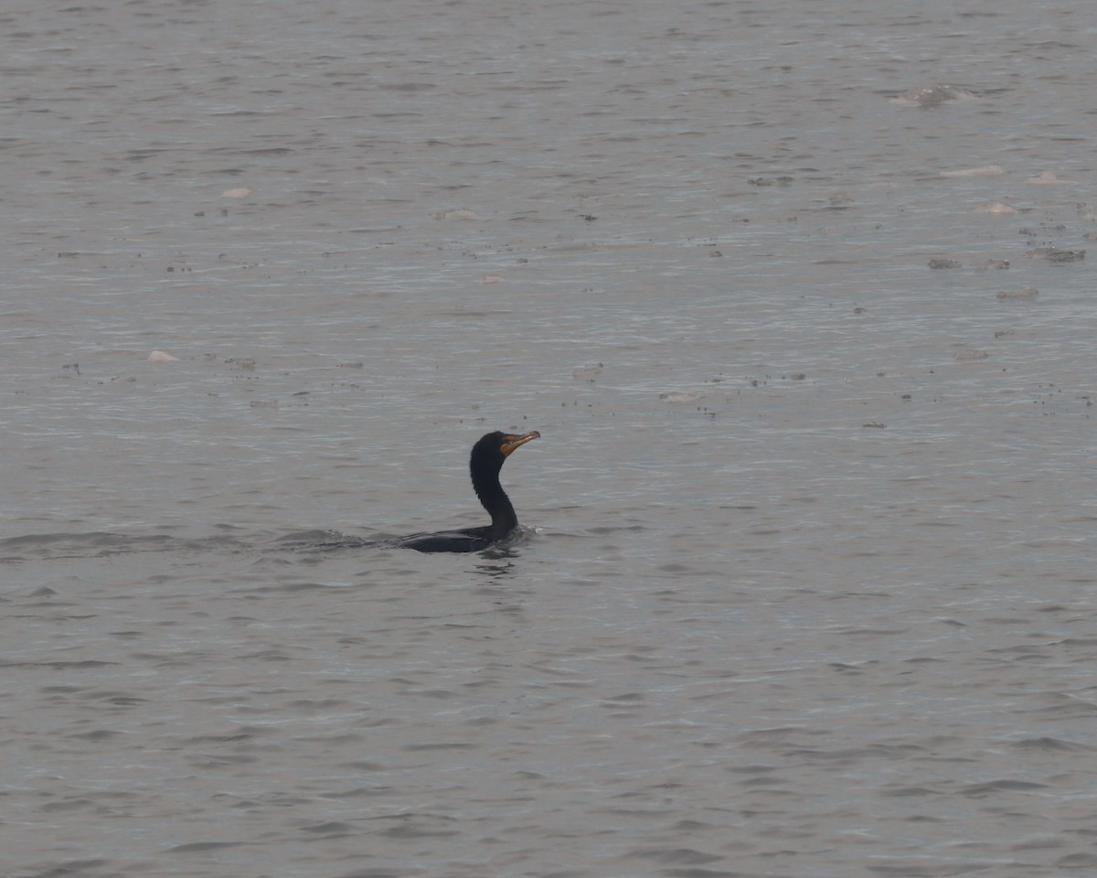 Double-crested Cormorant - ML620006145