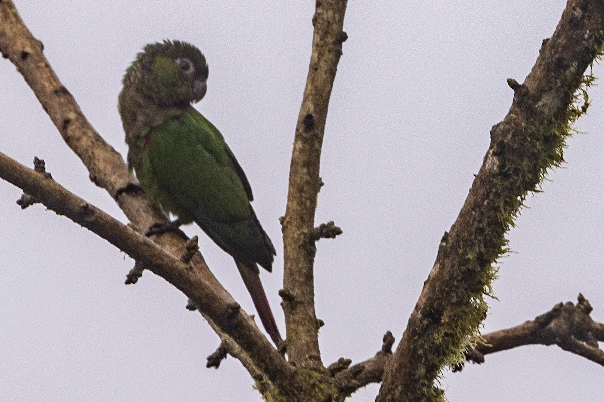 Conure de Souancé - ML620006146