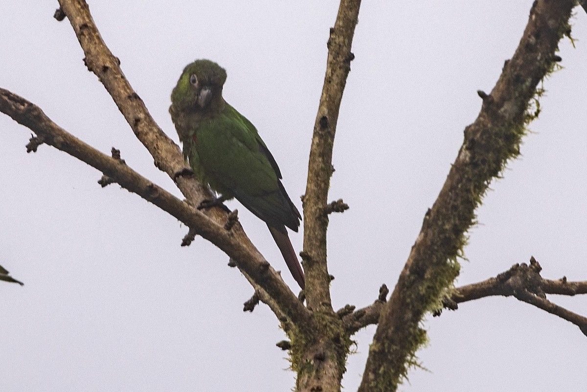 Maroon-tailed Parakeet - ML620006147