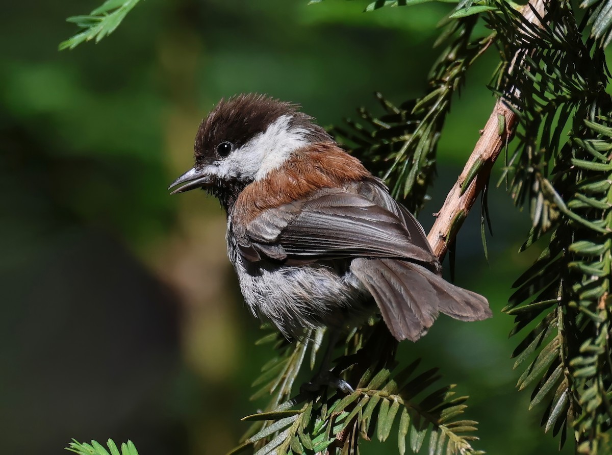 Chestnut-backed Chickadee - ML620006148