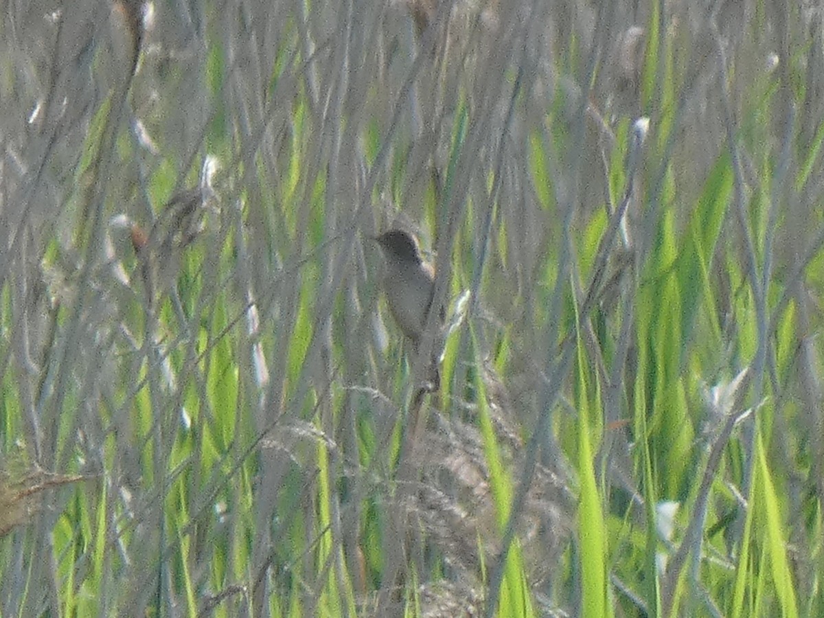 Savi's Warbler - ML620006150