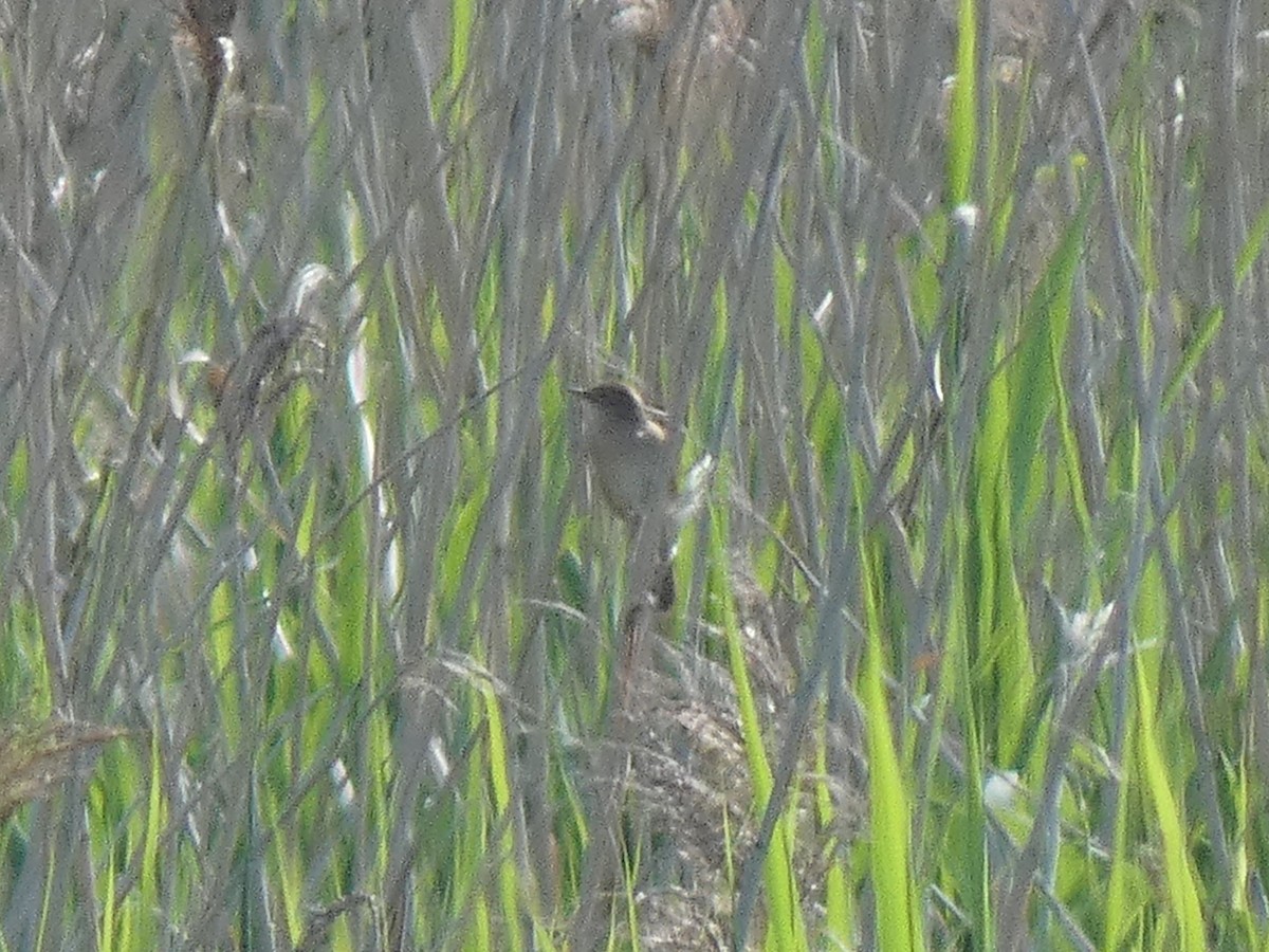 Savi's Warbler - ML620006151