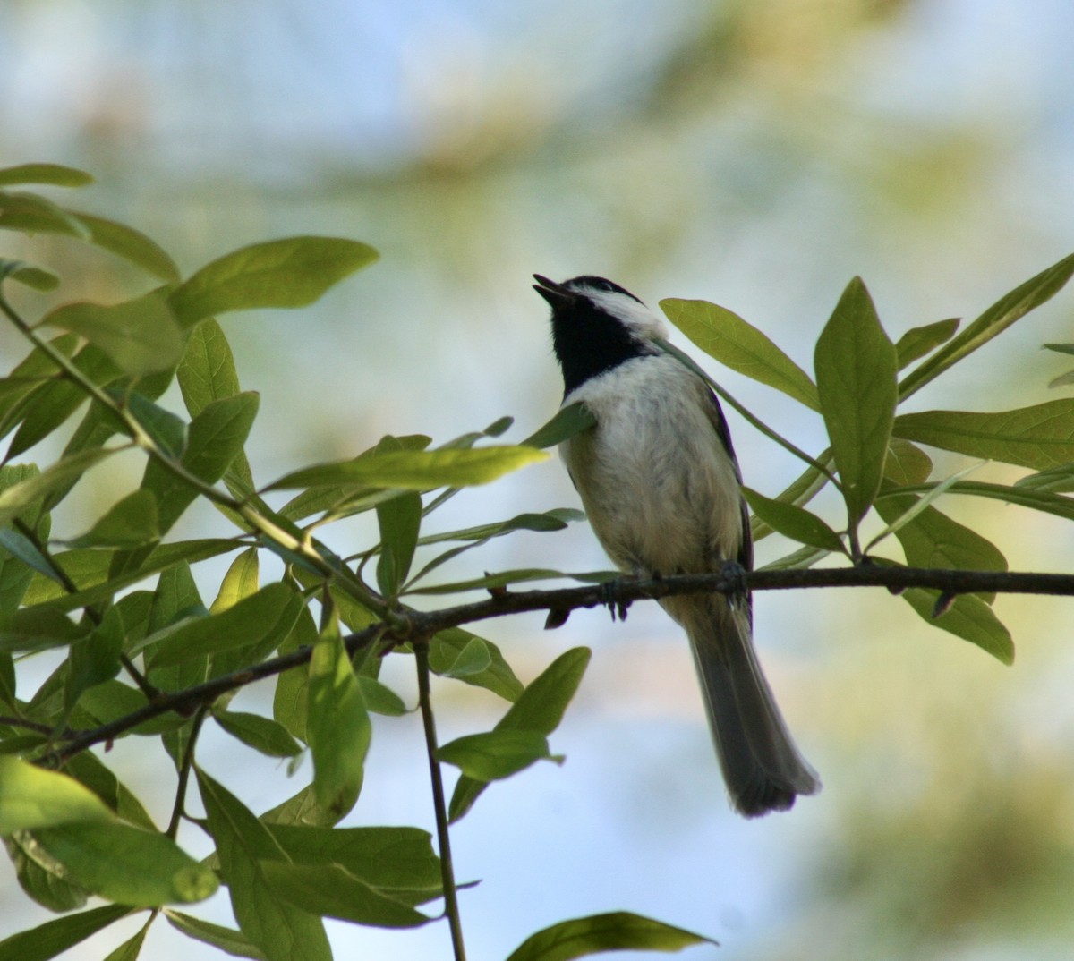 Carolina Chickadee - ML620006154