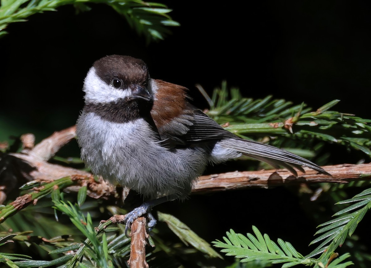 Chestnut-backed Chickadee - ML620006156