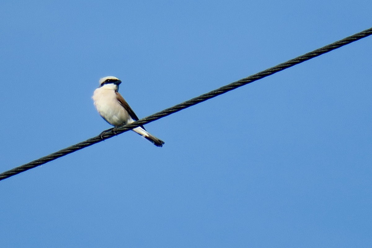 Red-backed Shrike - ML620006158