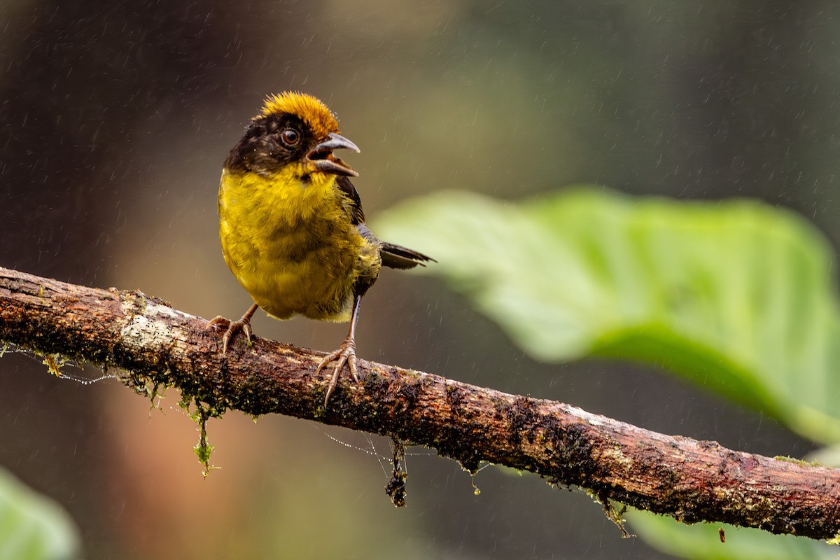 Tricolored Brushfinch - ML620006161