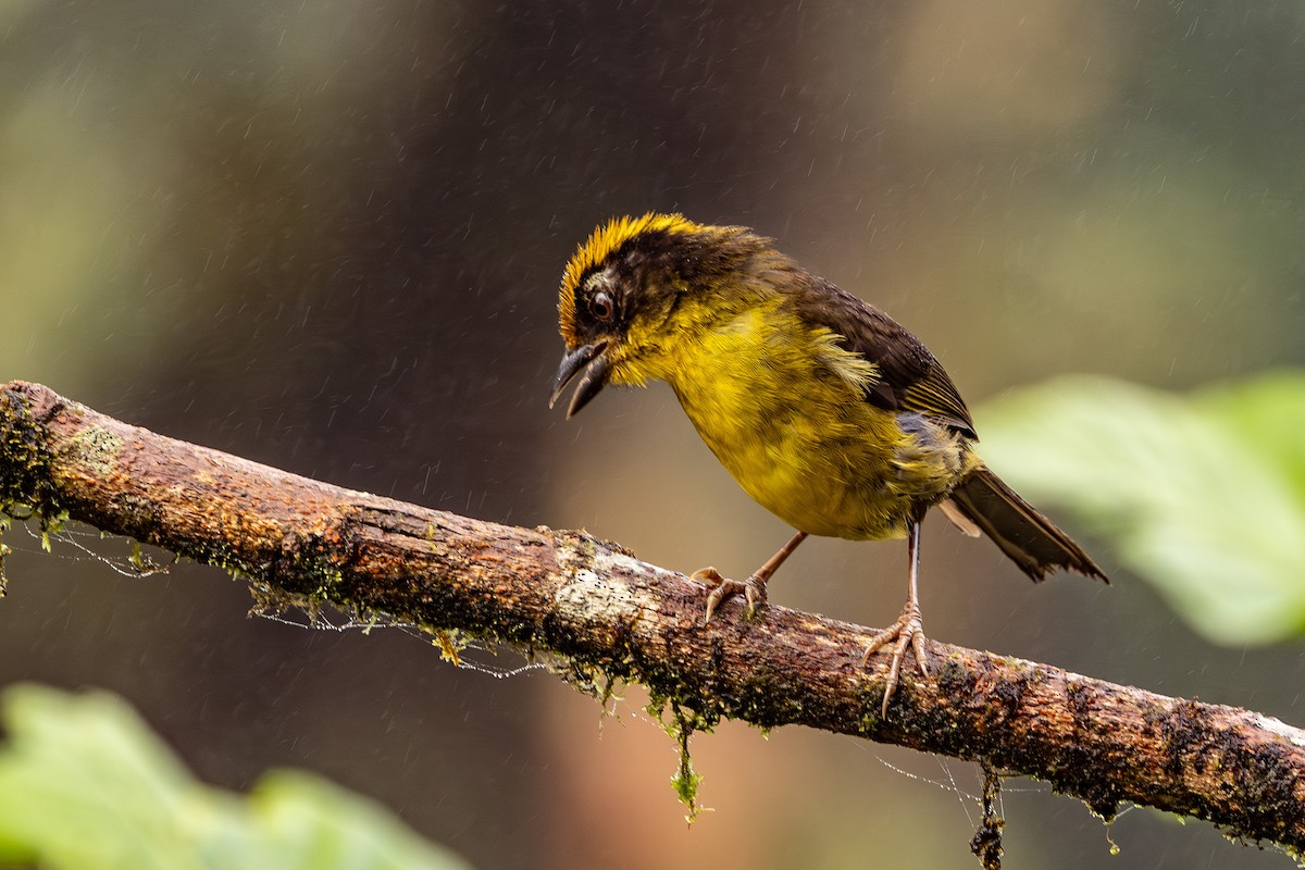 Tricolored Brushfinch - ML620006162