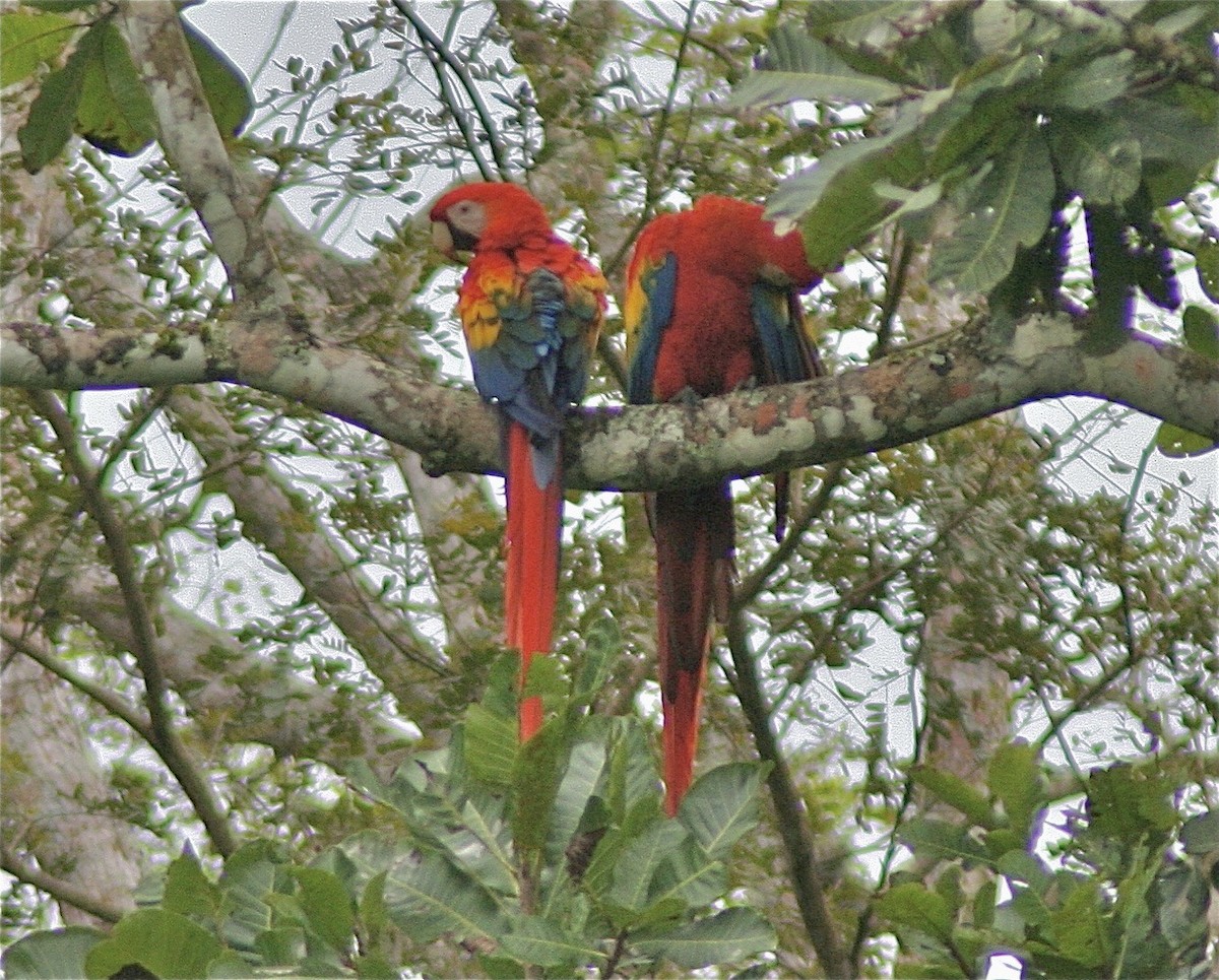 Scarlet Macaw - ML620006174