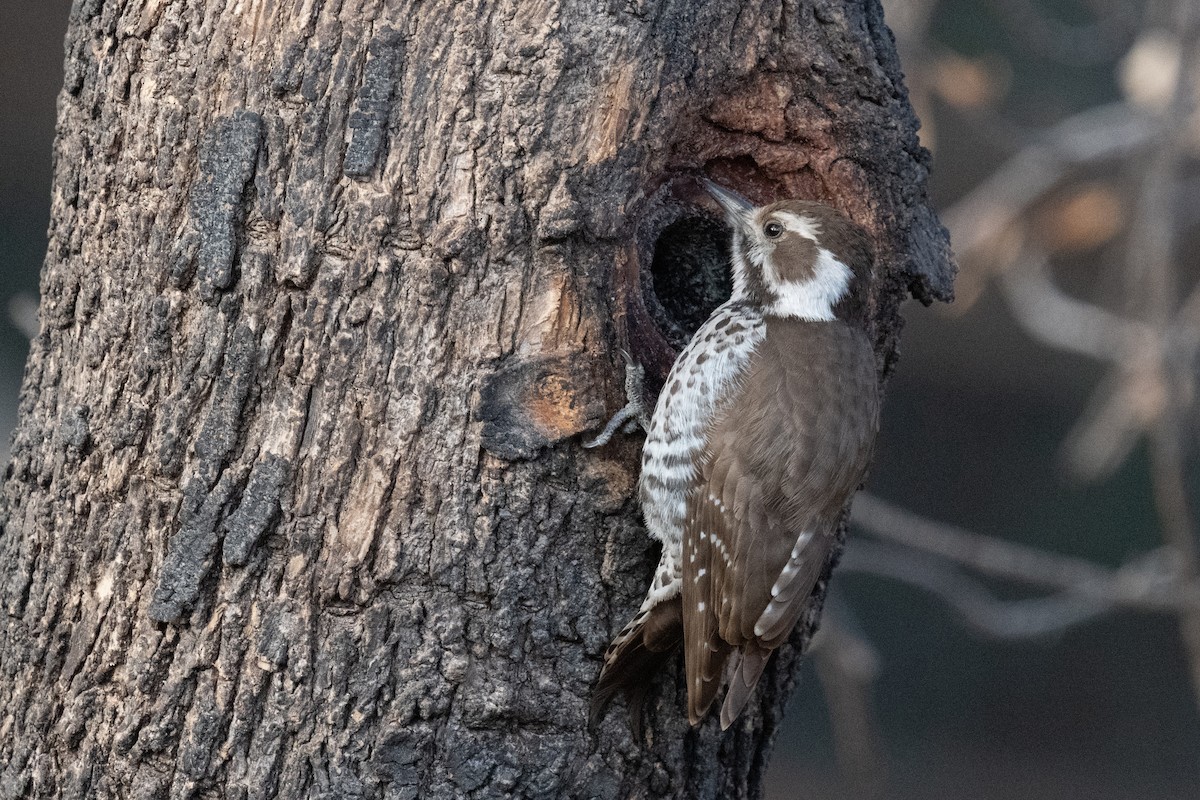 Arizona Woodpecker - ML620006181