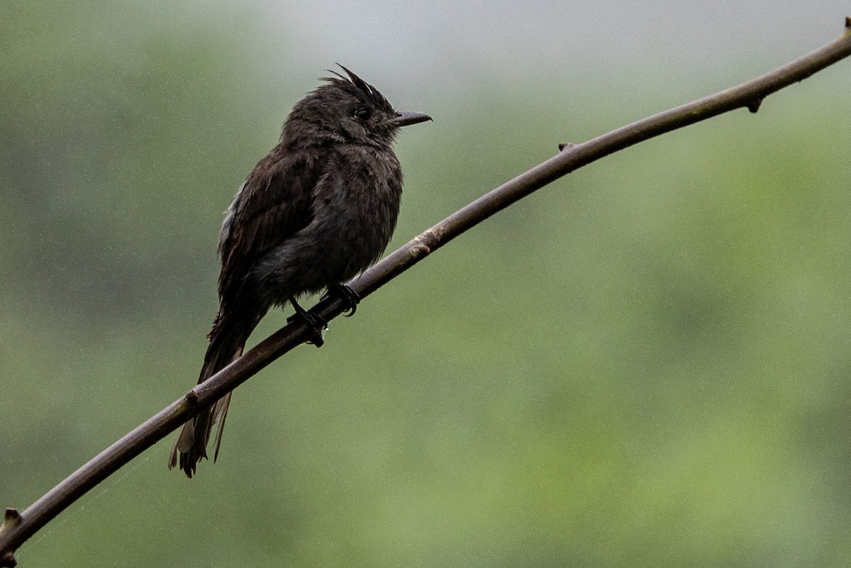 Smoke-colored Pewee - ML620006186