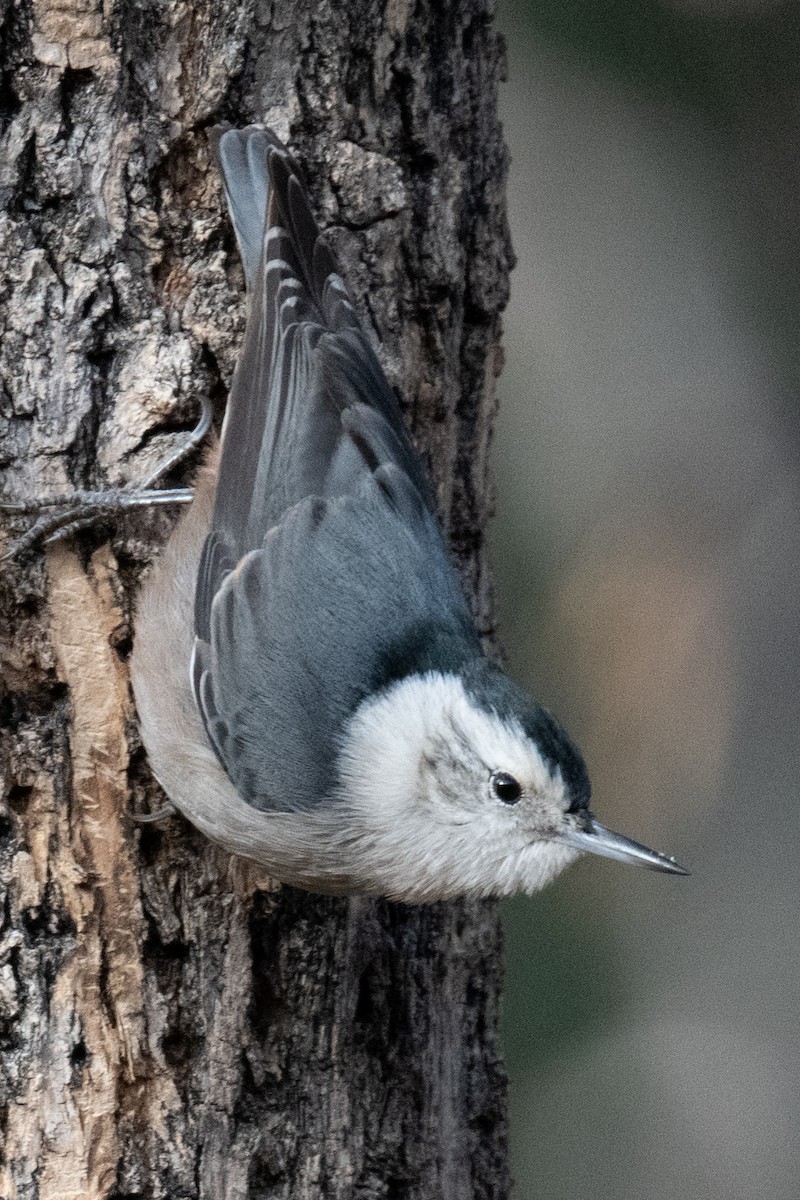 White-breasted Nuthatch - ML620006189