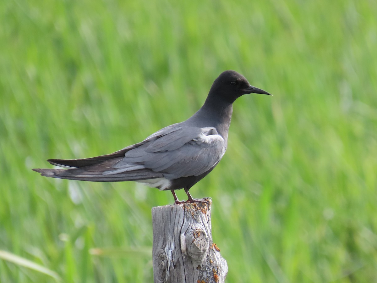 Black Tern - ML620006191