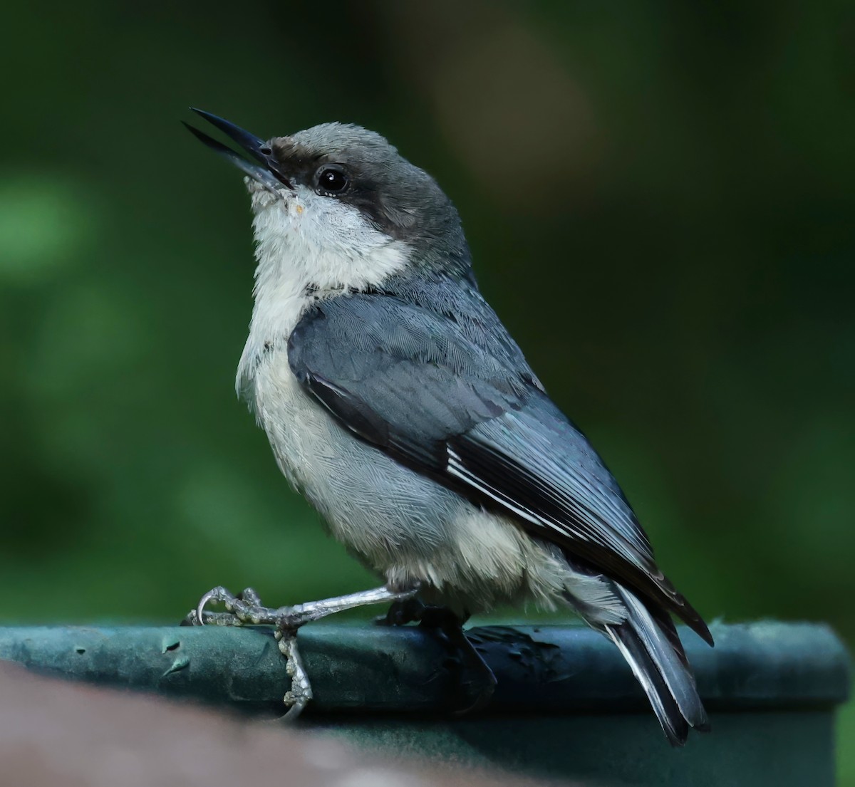 Pygmy Nuthatch - ML620006207