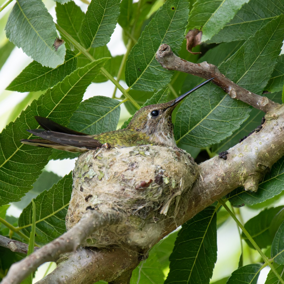 Anna's Hummingbird - ML620006212