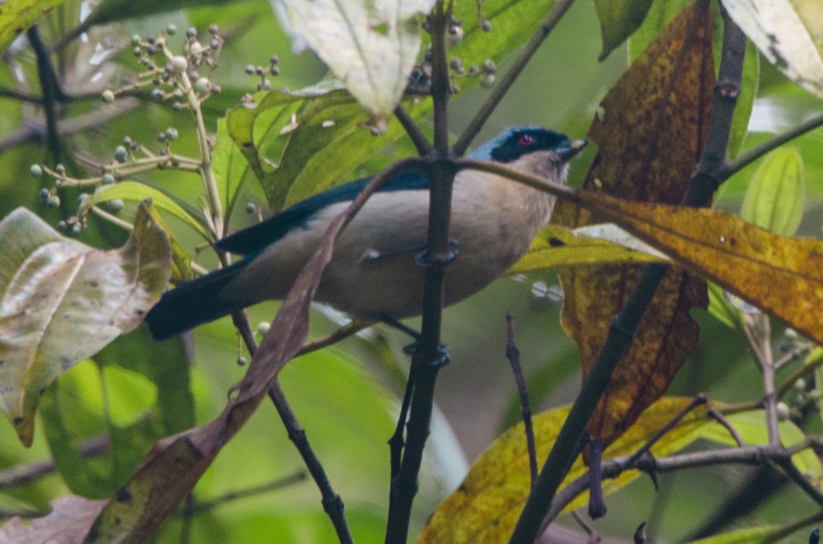 Fawn-breasted Tanager - ML620006215