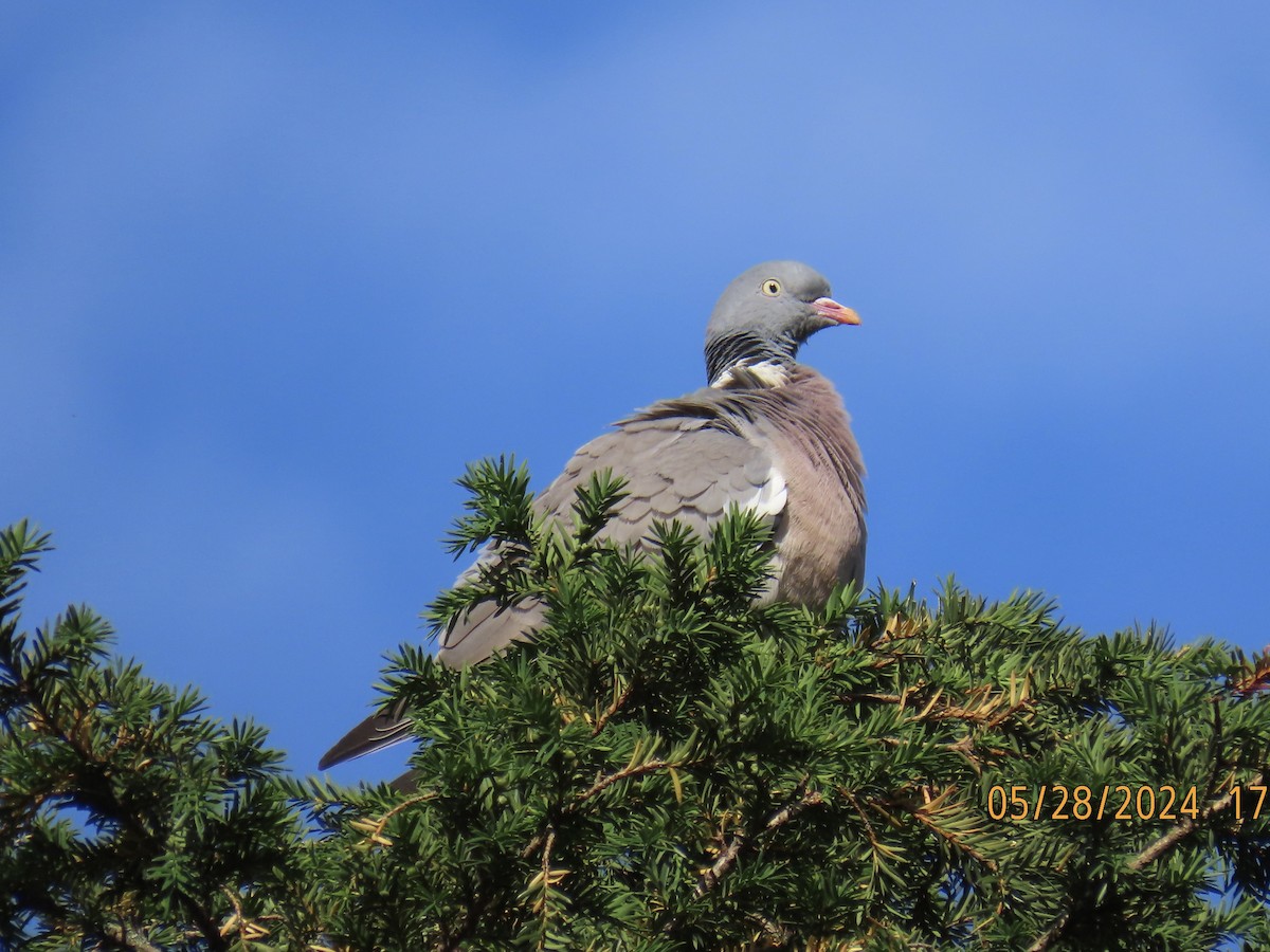 Common Wood-Pigeon - ML620006217