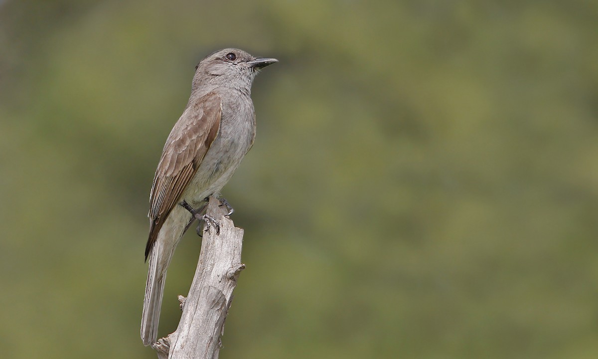 Crowned Slaty Flycatcher - ML620006218