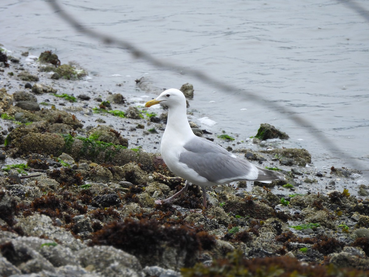 Glaucous-winged Gull - ML620006222