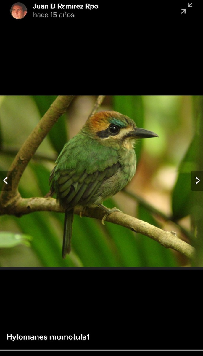 dvergmotmot - ML620006229