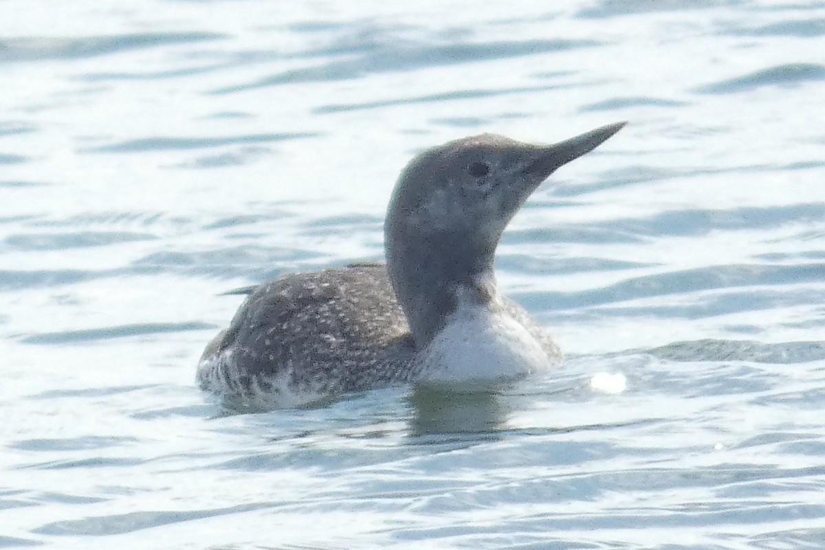 Red-throated Loon - ML620006238
