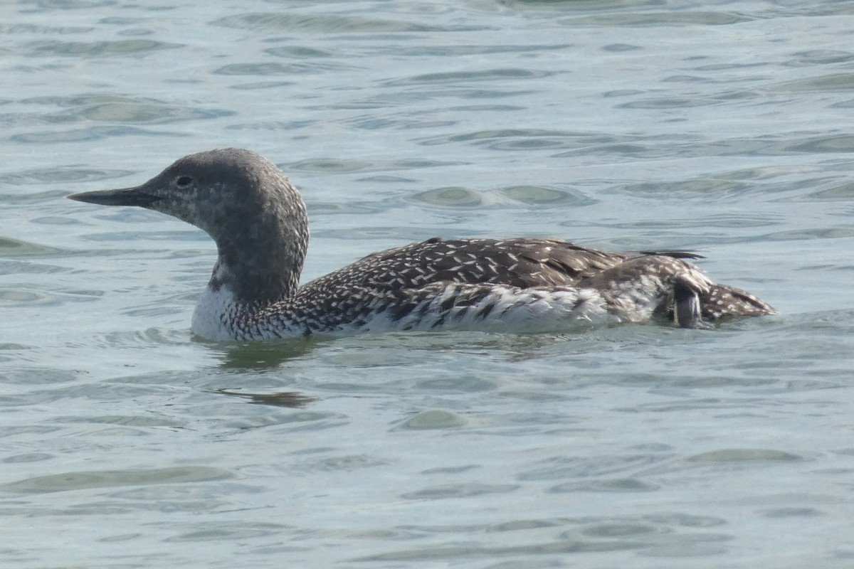 Red-throated Loon - ML620006244