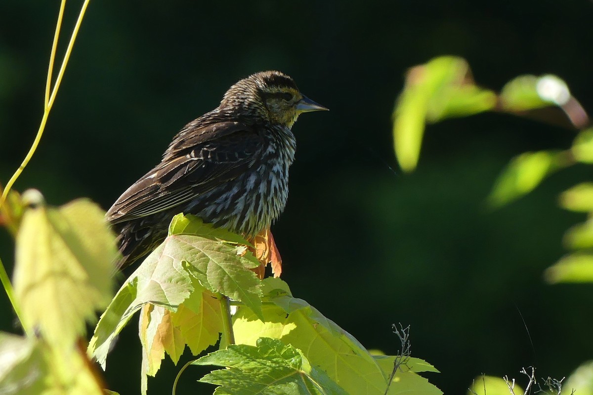 Red-winged Blackbird - ML620006259