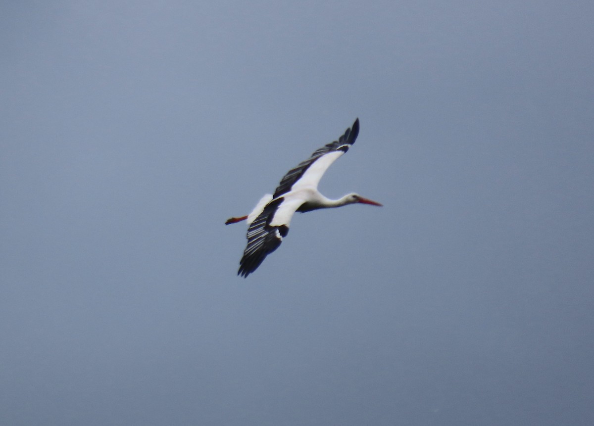 White Stork - ML620006262