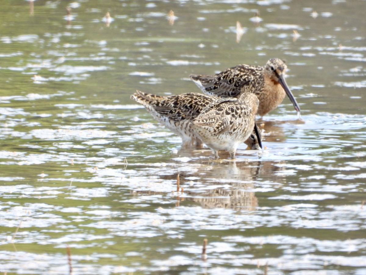 kortnebbekkasinsnipe - ML620006264