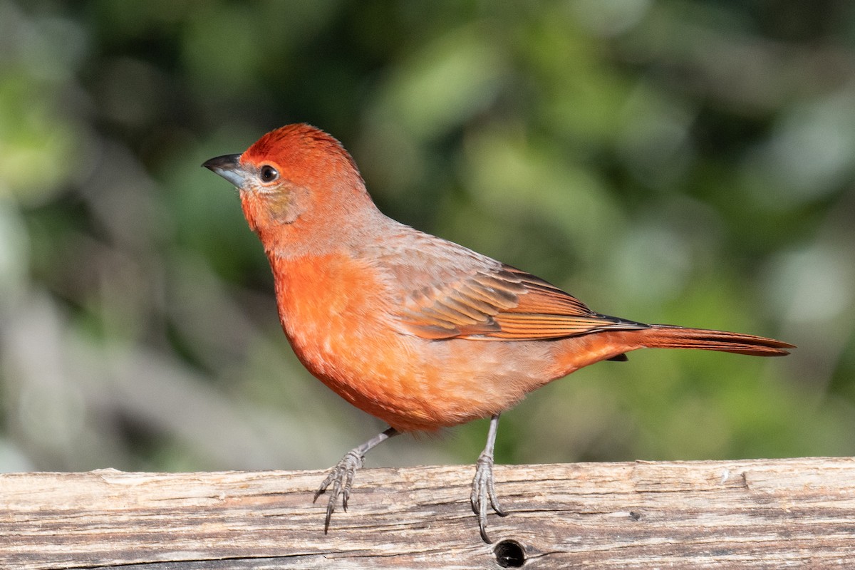 Hepatic Tanager - ML620006285