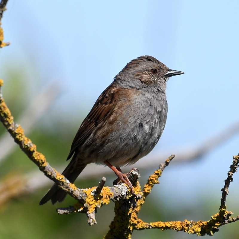 Dunnock - ML620006286