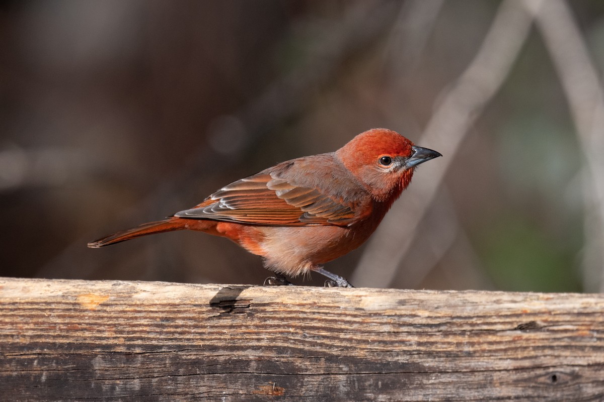 Hepatic Tanager - ML620006289