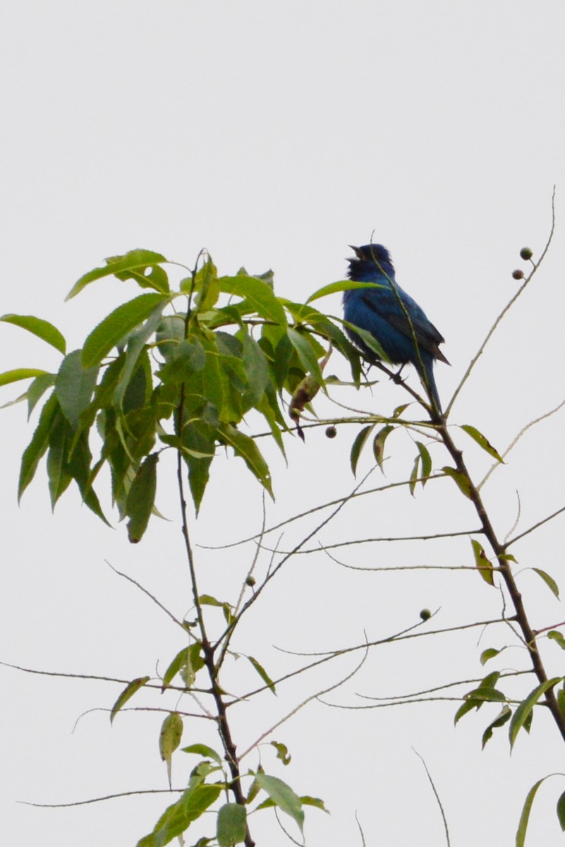 Indigo Bunting - ML620006290