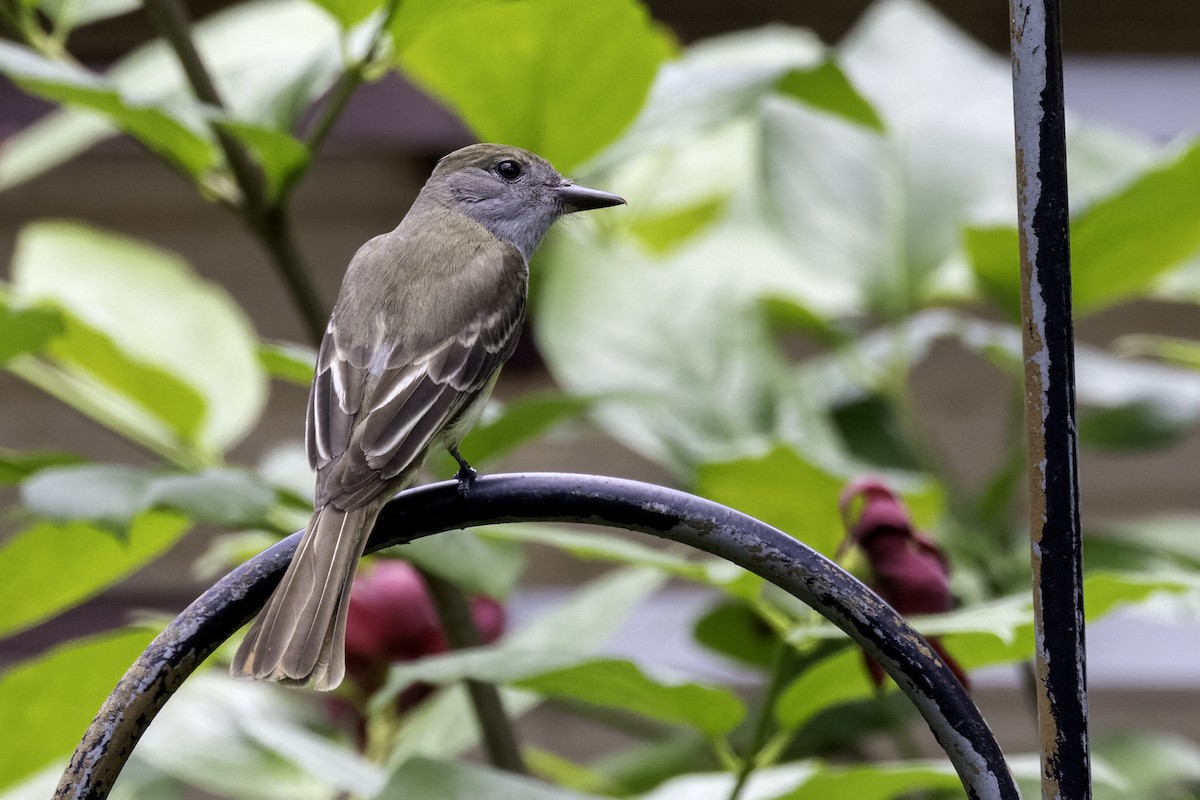 Great Crested Flycatcher - ML620006291