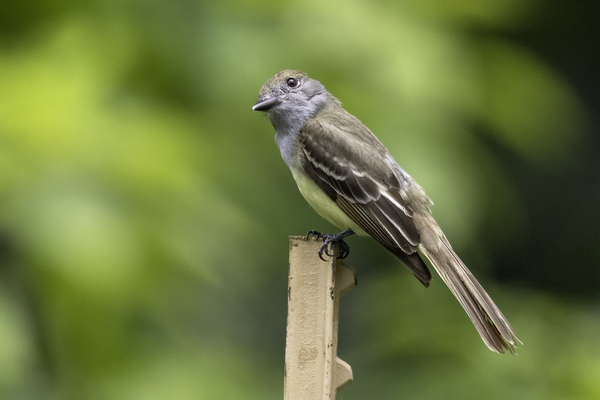 Great Crested Flycatcher - ML620006292