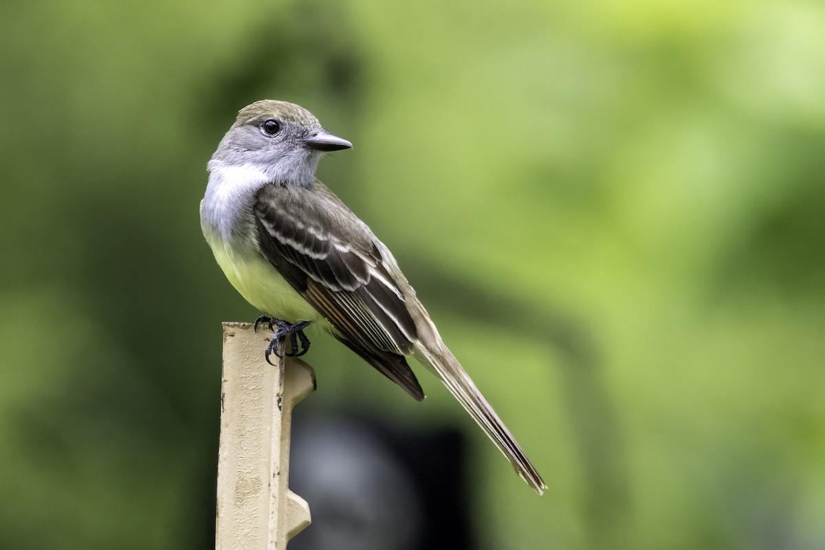 Great Crested Flycatcher - ML620006293