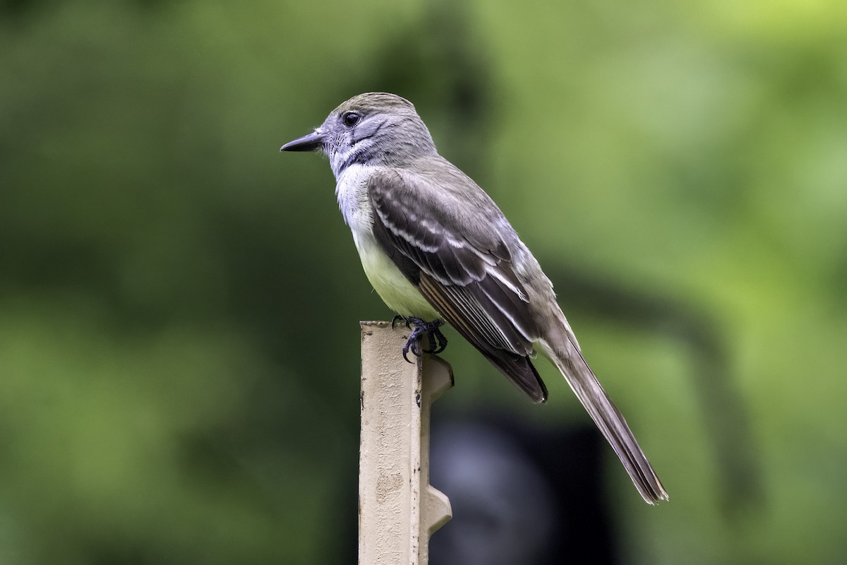 Great Crested Flycatcher - ML620006294