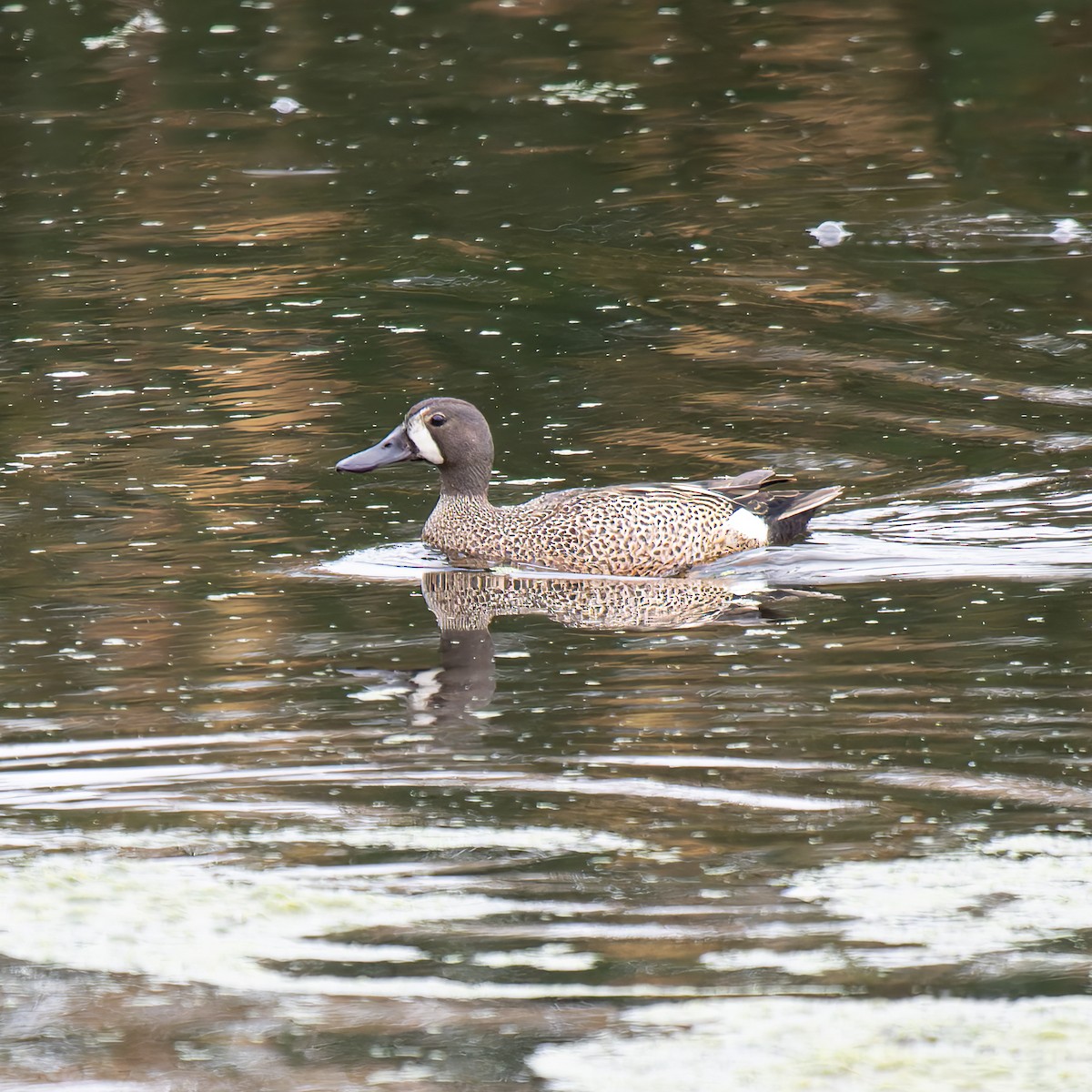 Blue-winged Teal - ML620006297