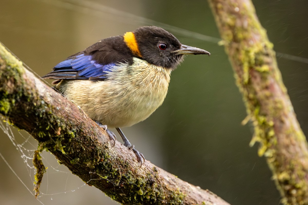 Golden-collared Honeycreeper - ML620006302