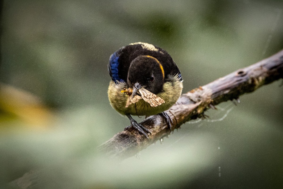 Golden-collared Honeycreeper - ML620006303