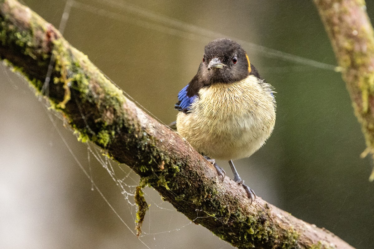 Golden-collared Honeycreeper - ML620006304