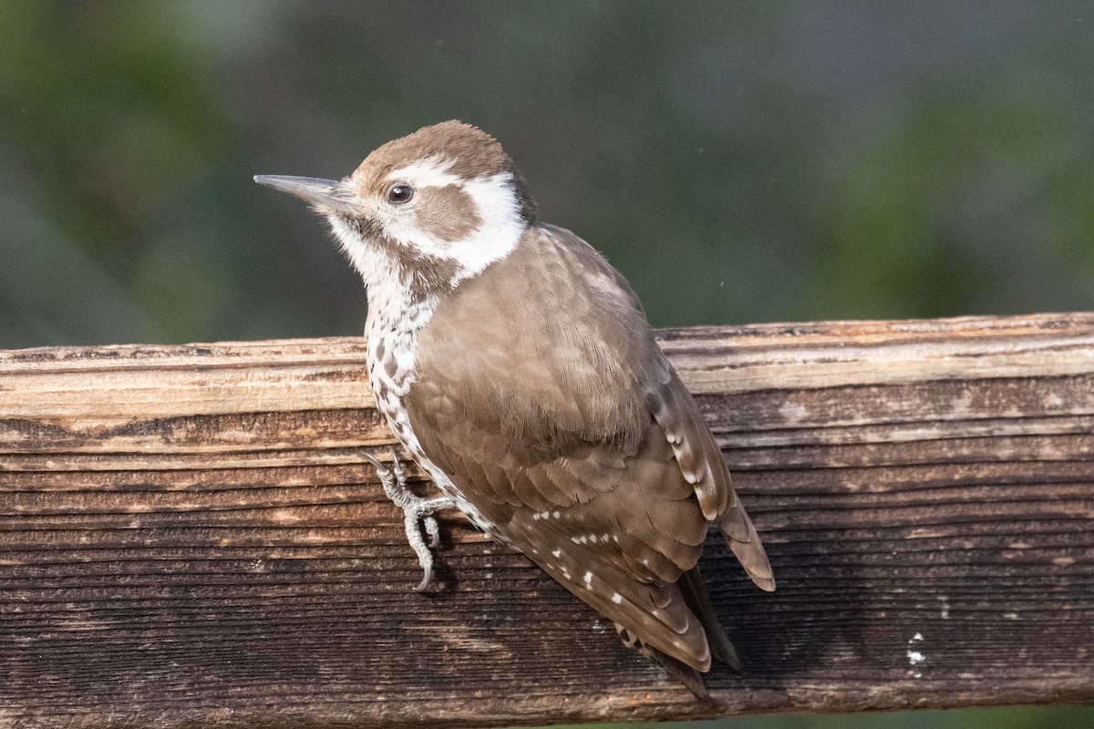 Arizona Woodpecker - ML620006305
