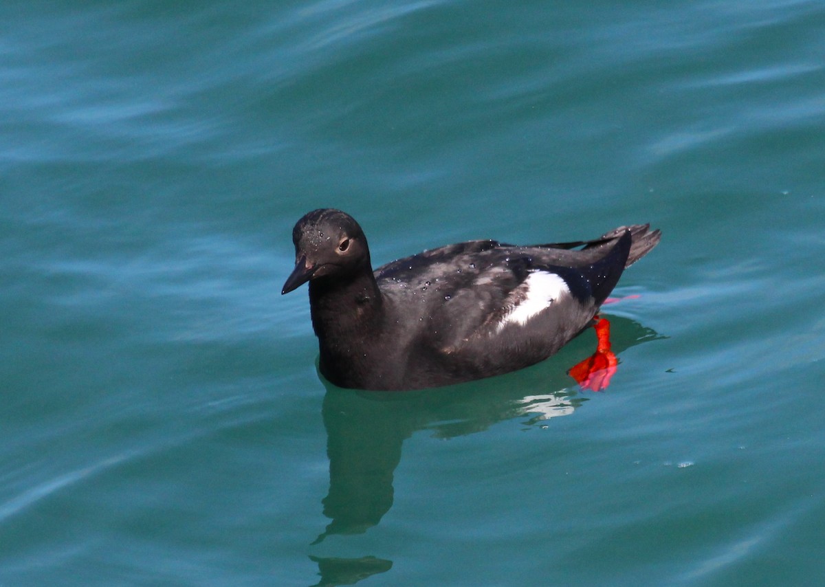 Pigeon Guillemot - ML620006309