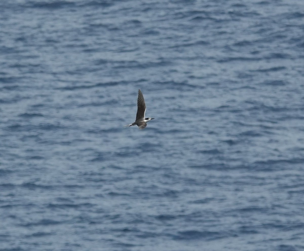 Bridled Tern - ML620006313