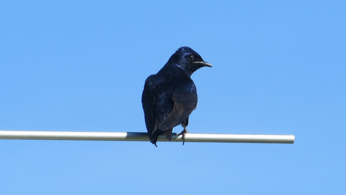 Purple Martin - ML620006315