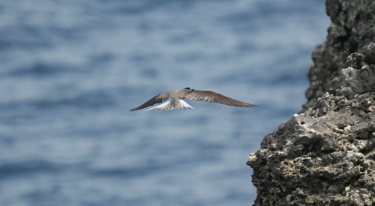 Bridled Tern - ML620006316