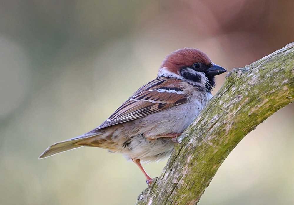 Eurasian Tree Sparrow - ML620006318